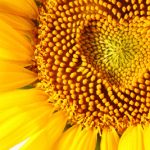 The middle is where our heart's intersect, blessed by the petals that surround the inner light of beauty.